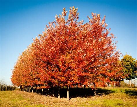 Shade Trees for Fall Color - Rost Landscaping