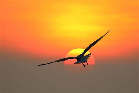 Premium Photo Beautiful Seagull Flying In The Sky During Sunset