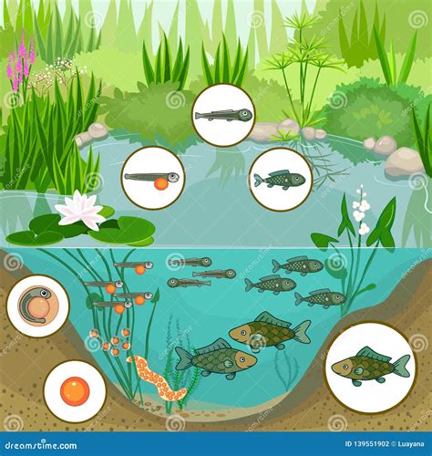 Pond Ecosystem Food Web