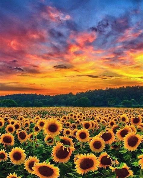 Sunflower On Twitter Late Night Sunflower Blooms