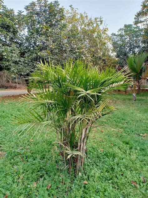 9 Small Types of Palm Trees (with Growing Info) - Plantglossary