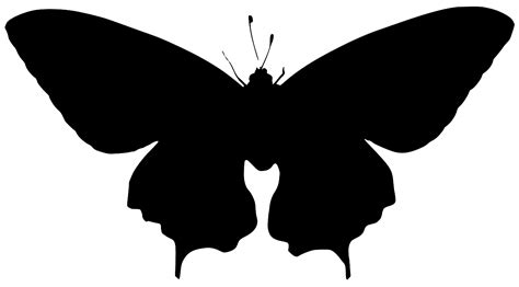 Svg Insect Butterfly Wing Free Svg Image And Icon Svg Silh