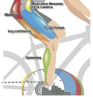 Qu M Sculos Se Utilizan Cuando Montas En Bicicleta Noticiclismo