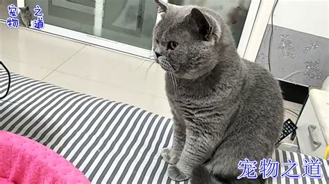 【宠物之道】公猫趁母猫不在偷偷咬猫宝宝，母猫突然回来，公猫的表情亮了 Youtube