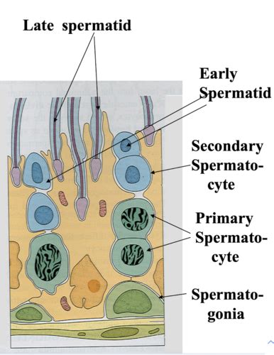 Male Reproductive System Histology Flashcards Quizlet