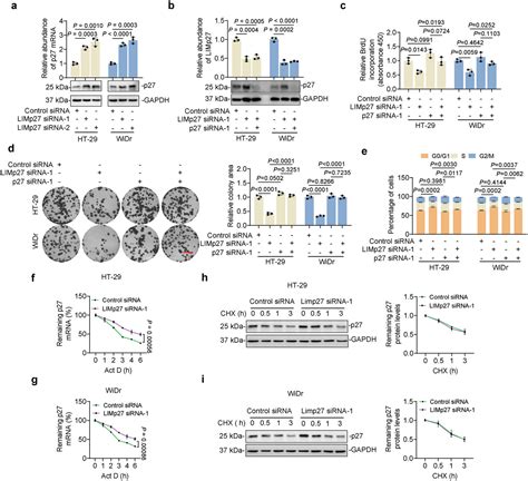 LncRNA LIMp27 Regulates The DNA Damage Response Through P27 In P53