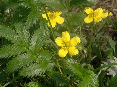 Лапчатка гусиная (Potentilla anserina L.)