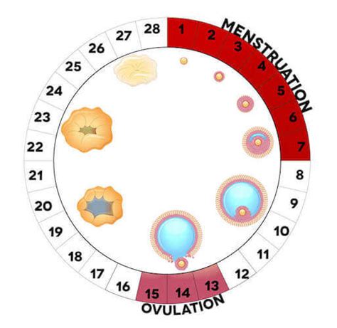 Ovulation Calculator - Calculatorall.com