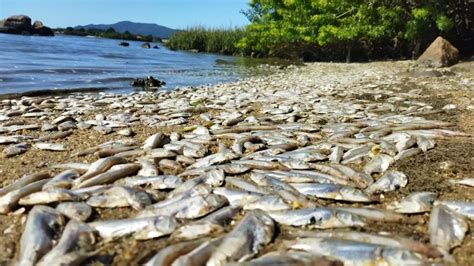 Colapso Iminente Polui O Pode Ter Causado Morte De Milhares De