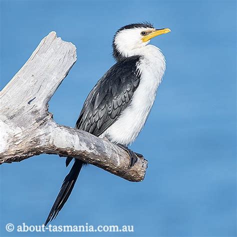 Little Pied Cormorant | About Tasmania