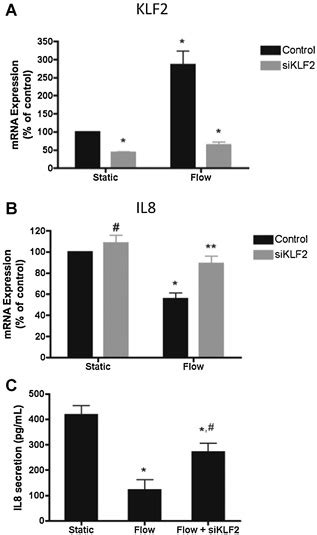 KLF2 Controls The Flow Dependent Regulation Of IL 8 Secretion And MRNA