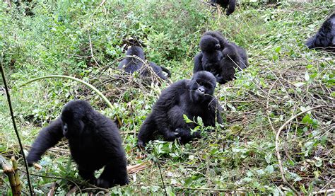 1 Day Gorilla Trek Uganda Bwindi Gorilla Trek Start And End Kigali