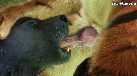 Wild Life K Tiger X Wolf Pornhub Gay