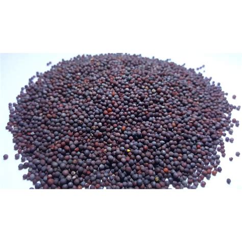 Mustard Seed Biji Sawi Kadugu India Shopee Malaysia