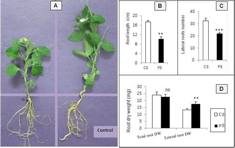 A Morphology B Primary Root Length C Number Of Lateral Roots