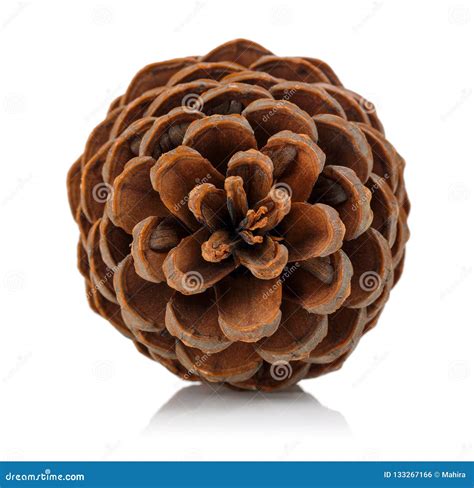 Pine Cone Isolated On White Background Stock Photo Image Of