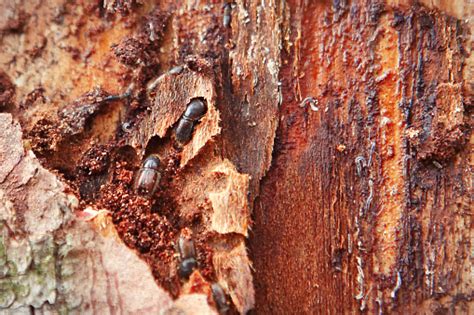 European Spruce Bark Beetle Stock Photo - Download Image Now - iStock