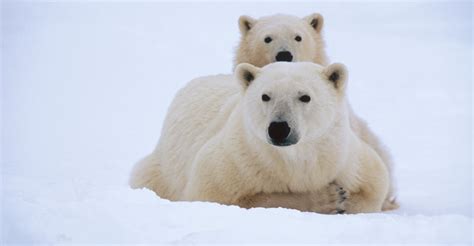 Polar Bears - Bears! Photo (35799416) - Fanpop