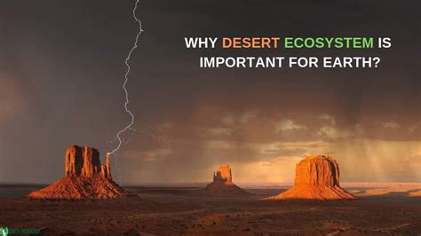 Desert Ecosystem Definition Types And Characteristics Earth Reminder