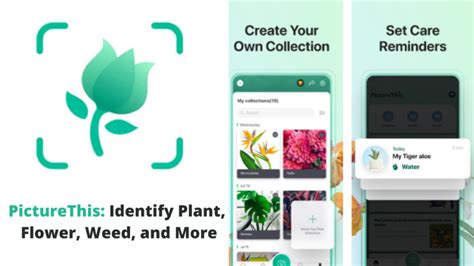 Quelle Application Gratuite Pour Reconna Tre Les Plantes