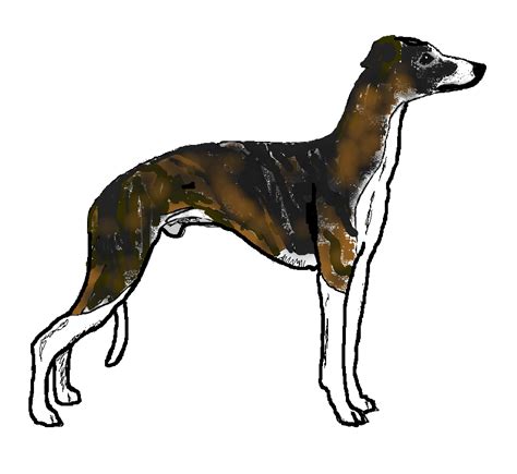 Greyhound