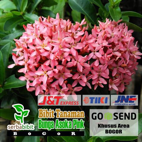 Jual Tanaman Hias Bunga Asoka Soka Pink Bibit Pohon Saraca Indica