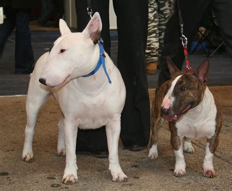 Bull Terrier (Miniature) photos and wallpapers. The beautiful Bull