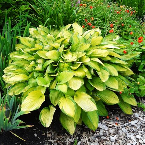 Gold Standard Hosta The Tree Center