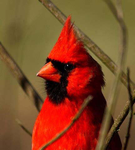 Adw Cardinalis Cardinalis Pictures