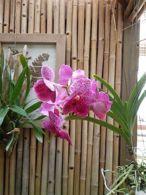 24 Orchid Botanical Garden Ideas To Try This Year SharonSable