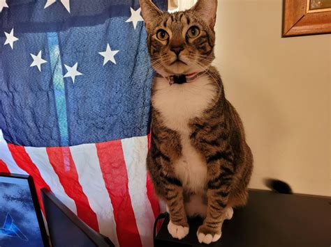 I made my cats an OnlyFans. Here's Poe, the biggest of the 9. : catpictures