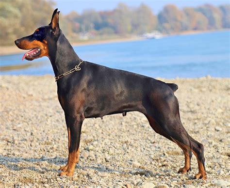 Hist Ria Do Dobermann Personalidade E Origem Da Ra A Mundo Ecologia