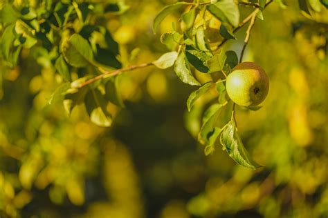 Manzana Rbol De Fruta Foto Gratis En Pixabay