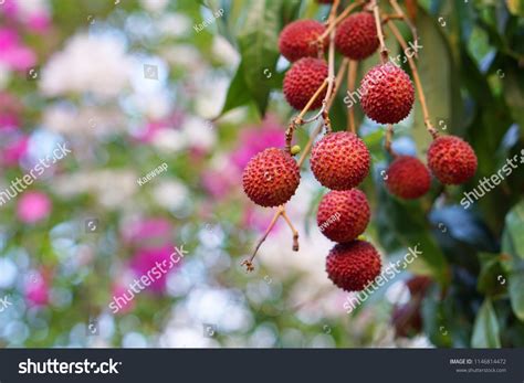 Close Lychee Fruits On Lychees Tree Stock Photo 1146814472 Shutterstock