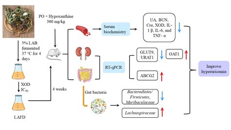 Fermentation Free Full Text Lactobacillus Acidophilus Fermented