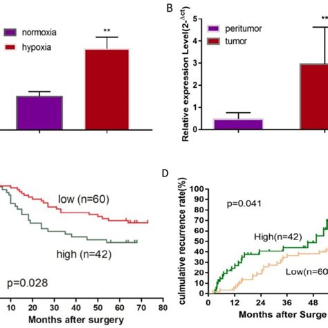 Mir A P Expression In Huh Cells And Hcc Tissues A Relative