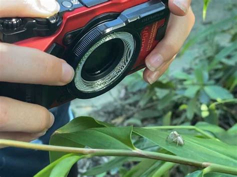 Cairns Insect Photography Tour Of Cairns Botanic Gardens Getyourguide