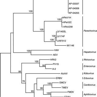 Phylogenetic Relationships Within The Dhv Clade And Towards