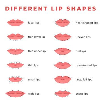 Different Types Of Lips Shapes