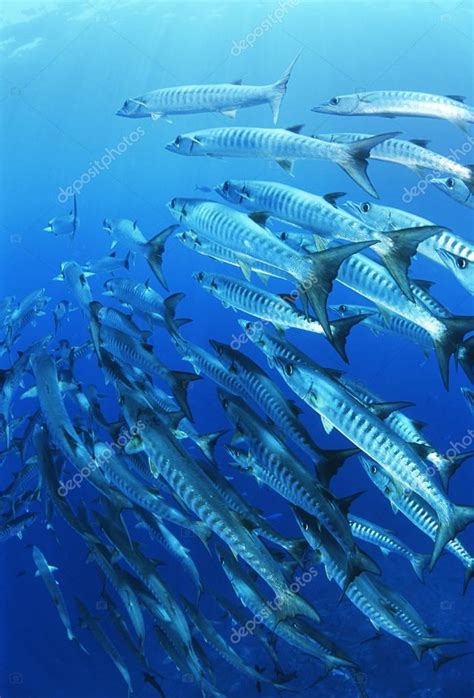 Escuela De Peces Barracuda Aleta Negra Fotograf A De Stock