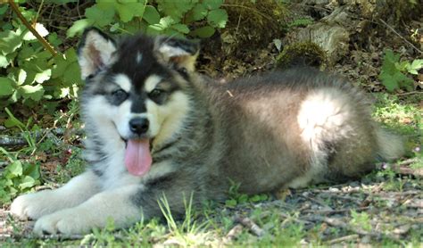 Available Puppies In Stevenson Washington Cascade Malamutes