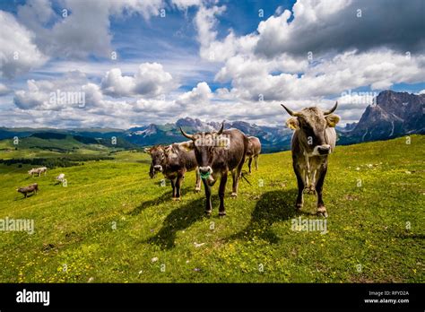 Alm Cow Hi Res Stock Photography And Images Alamy