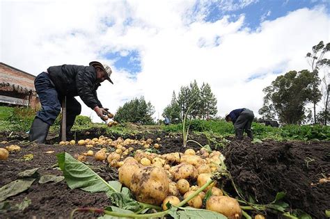 Nuevas variedades de papa en Nariño para la alimentación colombiana