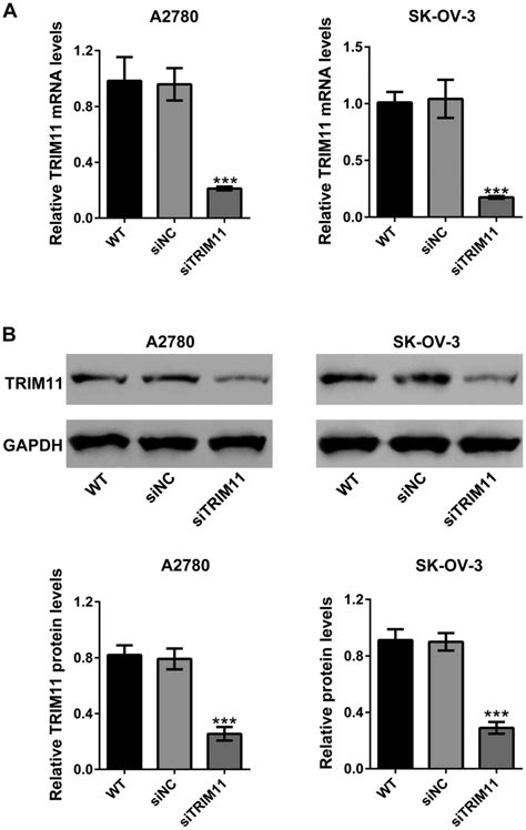 Proliferation And Invasion Of Ovarian Cancer Cells Are Suppressed By