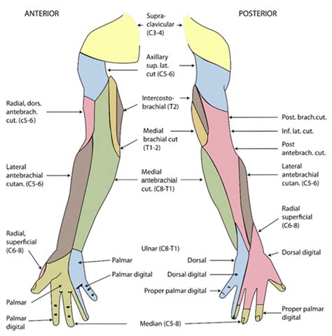 Axillary Block - OpenAnesthesia