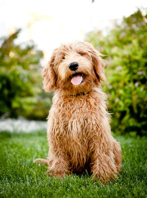 Legendary Pilot Photos Ridgeline Labradoodles Medium Apricot