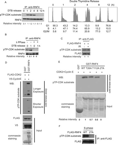 Cdk Phosphorylates Rnf On T And T During S Phase A Hek T