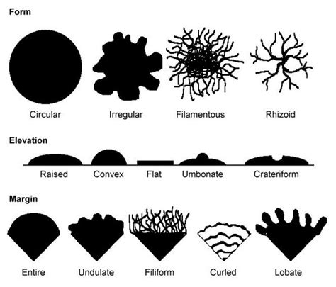 Colony Morphology Of Various Bacteria