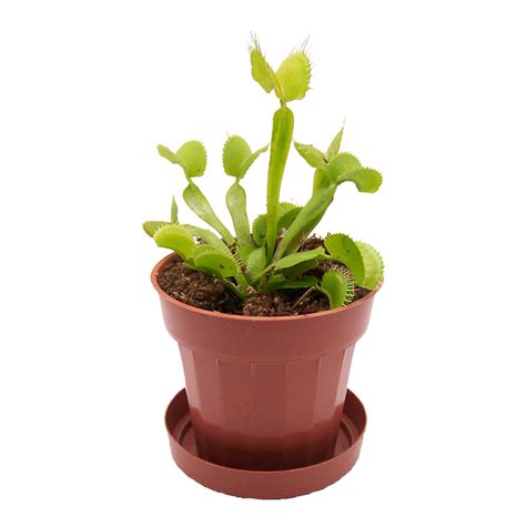 Venus Flytrap Png Images Transparent Hd Photo Clipart