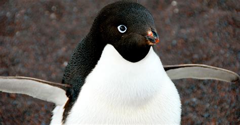 Adélie Penguins: Habitat, Diet, Threats, & Conservation | IFAW